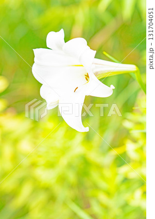 家の周りの草花 四季の色々 空き地や藪に白い可憐な花びらのてっほうユリの花が咲きました  家の周りの草花 四季の色々 空き地や藪に白い可憐な花びらのてっほうユリの花が咲きました  131704051