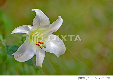 家の周りの草花　四季の色々　空き地や藪に白い可憐な花びらのてっほうユリの花が咲きました　 131704066