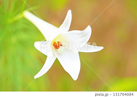 家の周りの草花　四季の色々　空き地や藪に白い可憐な花びらのてっほうユリの花が咲きました　 131704084