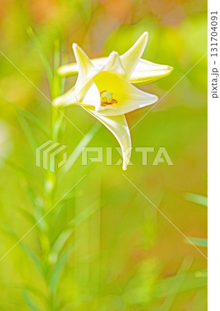 家の周りの草花 四季の色々 空き地や藪に白い可憐な花びらのてっほうユリの花が咲きました 家の周りの草花 四季の色々 空き地や藪に白い可憐な花びらのてっほうユリの花が咲きました 131704091