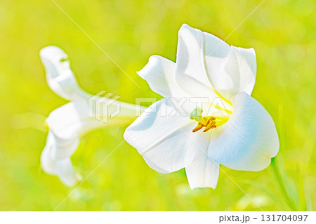 家の周りの草花　四季の色々　空き地や藪に白い可憐な花びらのてっほうユリの花が咲きました　 131704097