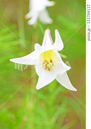 家の周りの草花　四季の色々　空き地や藪に白い可憐な花びらのてっほうユリの花が咲きました　 131704117