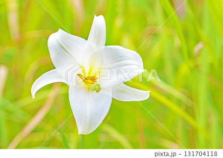 家の周りの草花　四季の色々　空き地や藪に白い可憐な花びらのてっほうユリの花が咲きました　 131704118