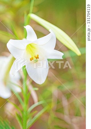 家の周りの草花　四季の色々　空き地や藪に白い可憐な花びらのてっほうユリの花が咲きました　 131704119