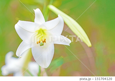 家の周りの草花 四季の色々 空き地や藪に白い可憐な花びらのてっほうユリの花が咲きました 家の周りの草花 四季の色々 空き地や藪に白い可憐な花びらのてっほうユリの花が咲きました 131704120