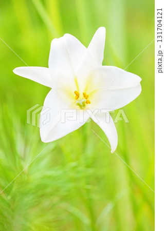 家の周りの草花　四季の色々　空き地や藪に白い可憐な花びらのてっほうユリの花が咲きました　 131704121