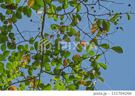 百日紅の紅葉 131704266