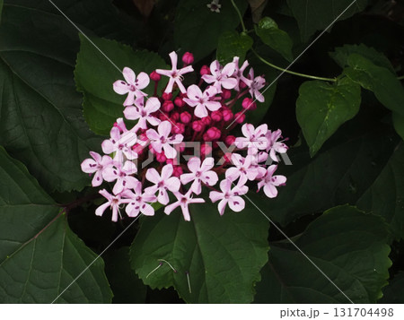 赤紫色のボタンクサギの花とつぼみ(ピンクの花びらの牡丹臭木) 赤紫色のボタンクサギの花とつぼみ(ピンクの花びらの牡丹臭木) 131704498
