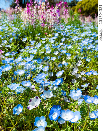 青い空に映える初夏の花壇　美しいネモフィラの花 131704521