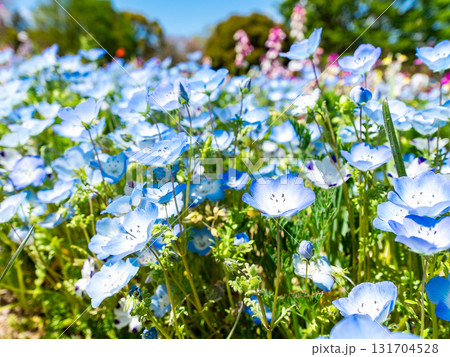 青い空に映える初夏の花壇　美しいネモフィラの花 131704528