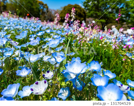 青い空に映える初夏の花壇　美しいネモフィラの花 131704529