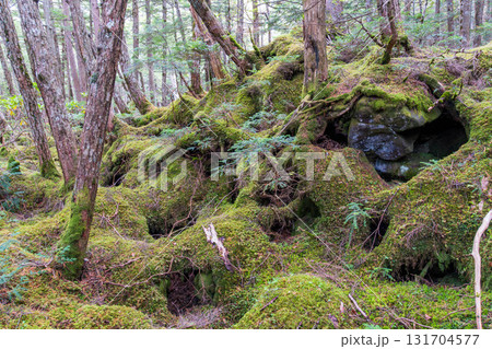 長野県南佐久郡小海町　佐久穂町　10月　八ヶ岳白駒池 　もののけの森 131704577