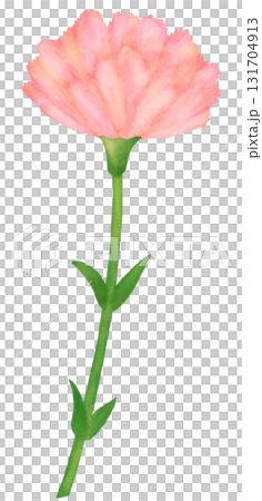 一輪のカーネーションのイラスト ピンク色 131704913
