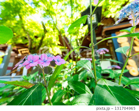 境内に咲く瑞々しく美しいアジサイ 131704965