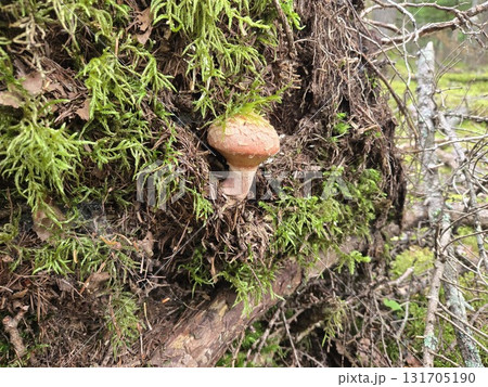 キノボリイグチ on mossy fallen tree|苔と倒木のきのこ キノボリイグチ on mossy fallen tree|苔と倒木のきのこ 131705190