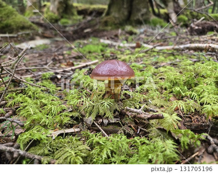 ハナイグチ in deep forest|森の中の茶色いきのこ ハナイグチ in deep forest|森の中の茶色いきのこ 131705196