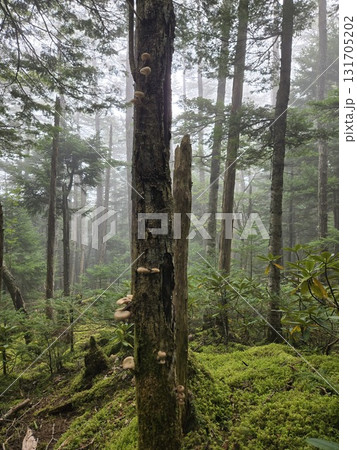 霧の森とナラタケ｜Narutake on dead tree in misty forest 131705202
