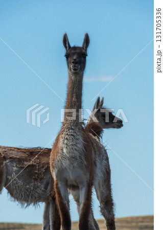 Guanacos on Tierra de Fuego 131705336