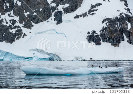 Cape Petrels resting on an iceberg 131705338