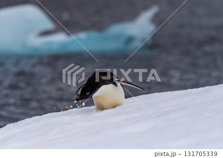 Adelie Penguin standing on an iceberg 131705339