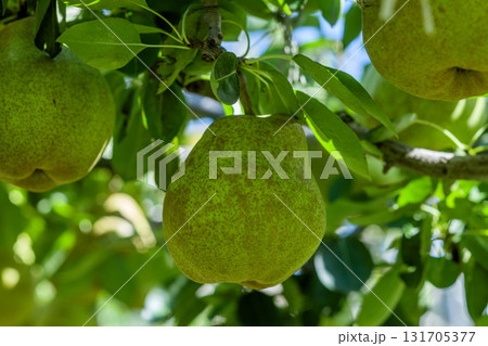 ラフランス 131705377