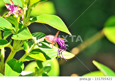 朱色のシコンノボタンの蕾(秋、九月) 朱色のシコンノボタンの蕾(秋、九月) 131705421