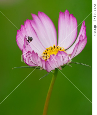 秋の野原に咲くピンクのコスモスの花 131705428