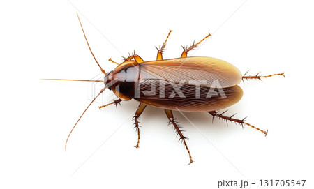 cockroach isolated on a white 131705547