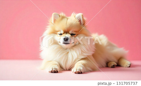 可愛いポメラニアン 131705737