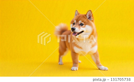 なにかを見る柴犬 131705738