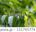 セイヨウバクチノキの花蕾 131705774