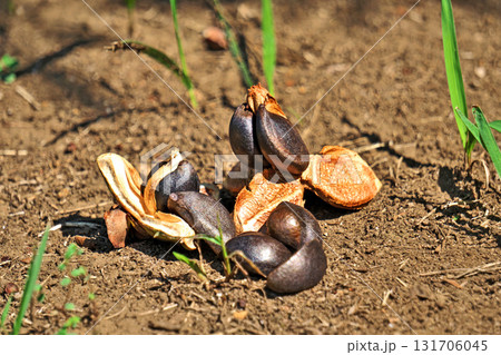 地面に落ちている椿の実（秋、九月） 131706045