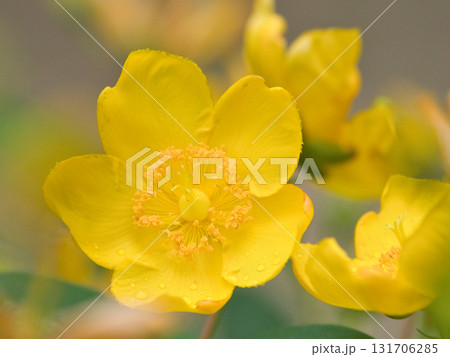 黄色いセイヨウオトギリソウ 黄色いセイヨウオトギリソウ 131706285