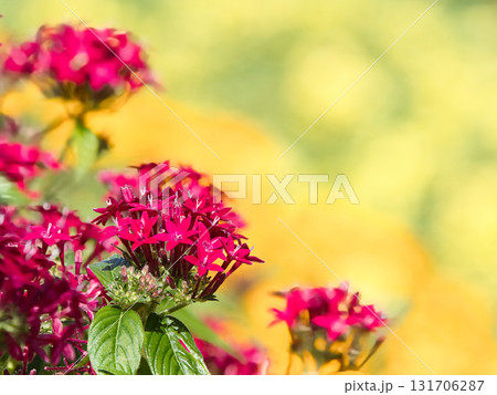 赤いペンタスの花 131706287