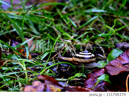 朝露に濡れる草を這うカタツムリ 131706379
