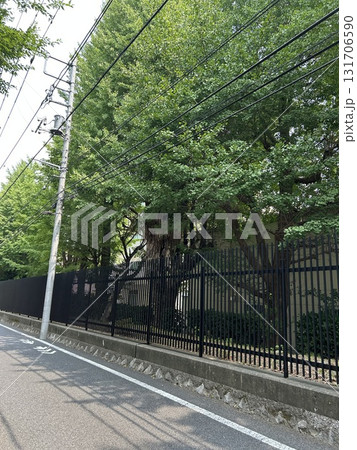 東京大学 野球部 野球グラウンド 東京大学 野球部 野球グラウンド 131706590