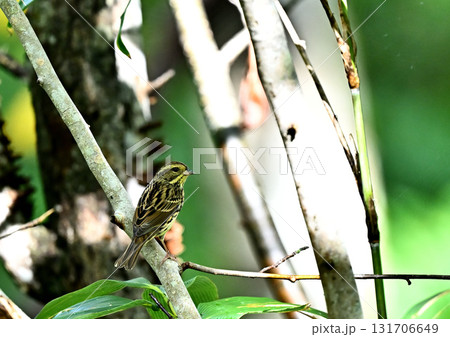 木の枝に留まるアオジ 木の枝に留まるアオジ 131706649