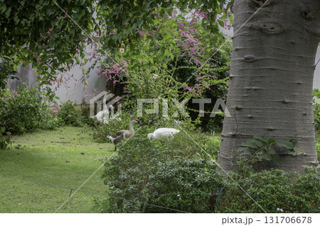 Decorative bushes on small creek garden Decorative bushes on small creek garden 131706678