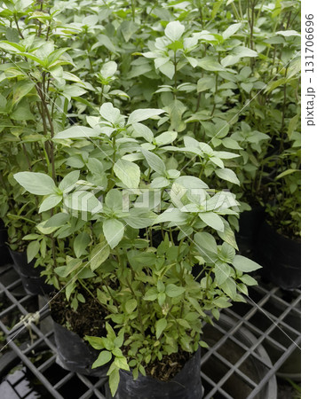 Relaxing view of natural greenery of tropical foliage plant 131706696