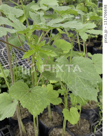 Relaxing view of natural greenery of tropical foliage plant Relaxing view of natural greenery of tropical foliage plant 131706698