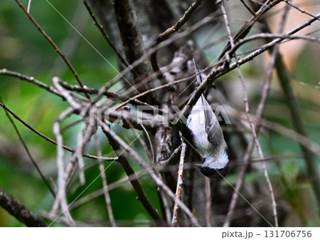 枝にとまるコガラ 枝にとまるコガラ 131706756