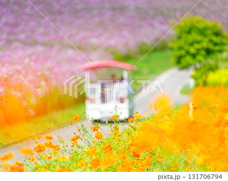 北海道の絶景 太陽の丘えんがる公園のコスモス畑 131706794