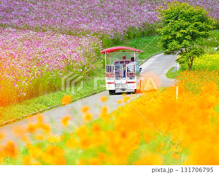 北海道の絶景 太陽の丘えんがる公園のコスモス畑 131706795