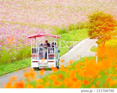 北海道の絶景 太陽の丘えんがる公園のコスモス畑 131706798
