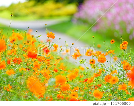 北海道の絶景 太陽の丘えんがる公園のコスモス畑 131706800