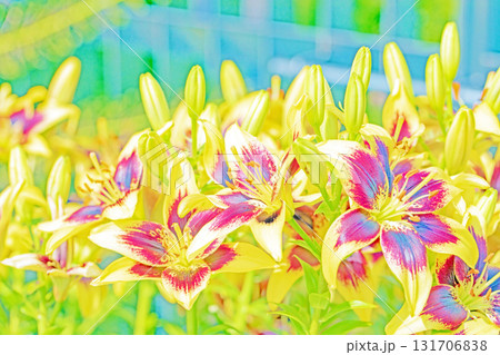 家の周りの草花　四季の色々　初夏　植物園の花壇に美しい黒い花弁のクロユリの花が咲きました　 131706838