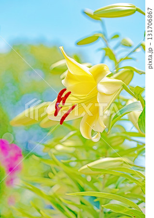 家の周りの草花 四季の色々 初夏 植物園の花壇に爽やかな白い大輪のユリの花が咲きました 家の周りの草花 四季の色々 初夏 植物園の花壇に爽やかな白い大輪のユリの花が咲きました 131706867