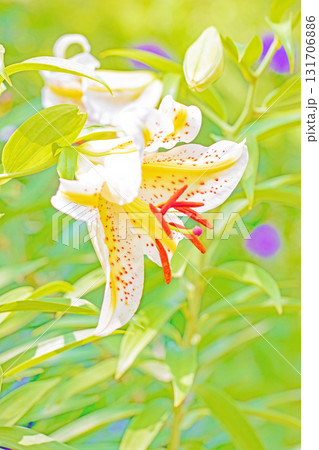 家の周りの草花　四季の色々　初夏　植物園の花壇に爽やかな黄色い大輪のユリの花が咲きました　 131706886