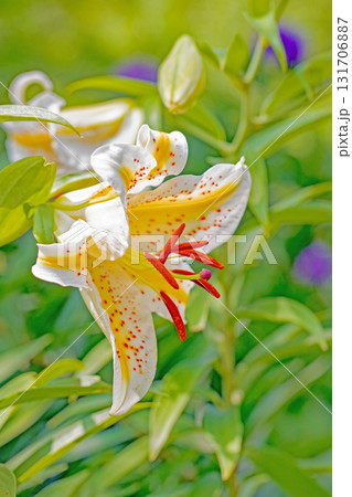 家の周りの草花　四季の色々　初夏　植物園の花壇に爽やかな黄色い大輪のユリの花が咲きました　 131706887
