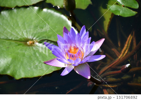 熱帯睡蓮　Tropical water lily 131706892